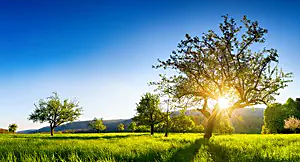 Green field with trees and sun shinning through